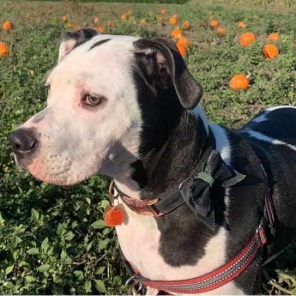 Bat - Pet Collar Accessory - Picture 4 of 10